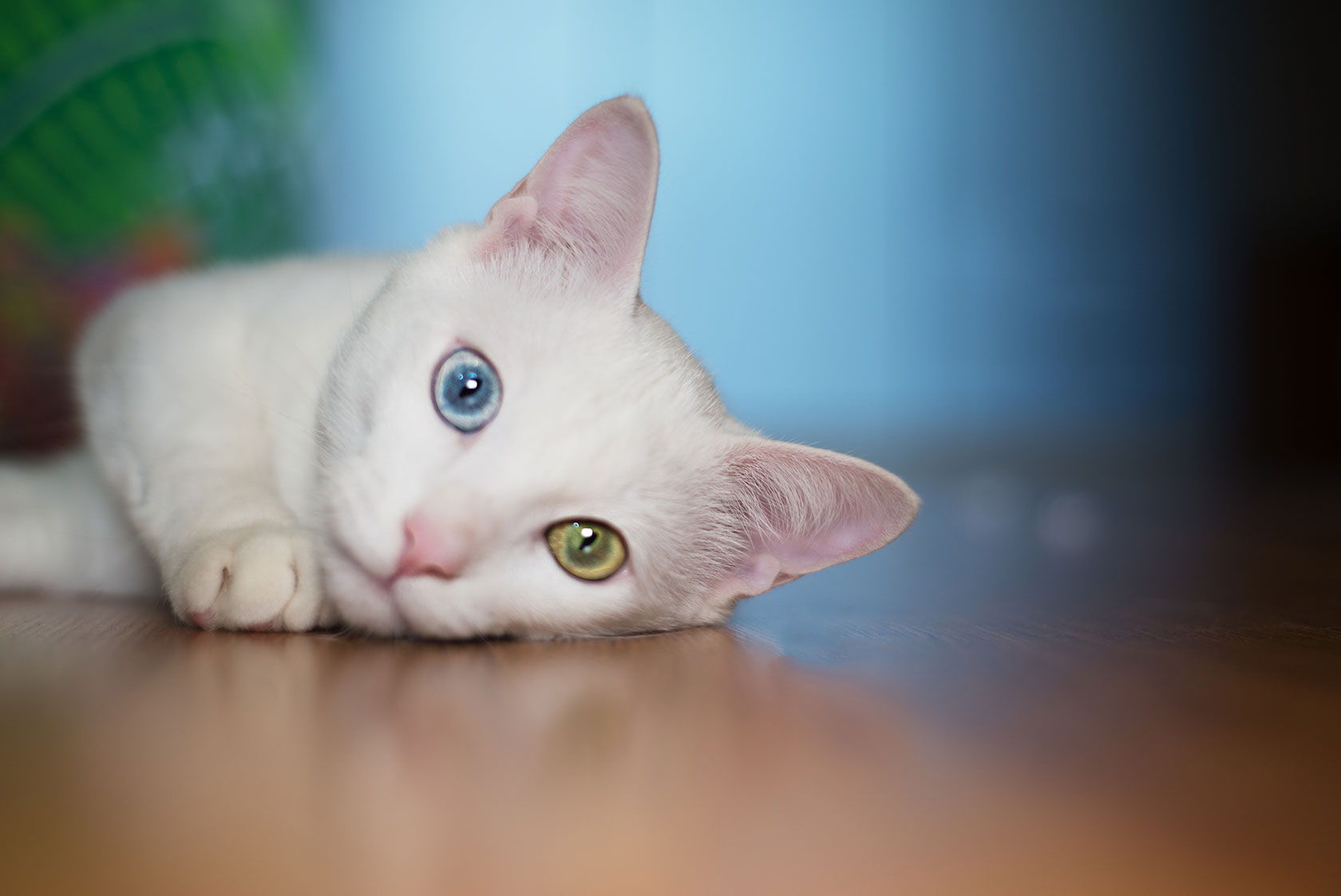 White cat with heterochromia
